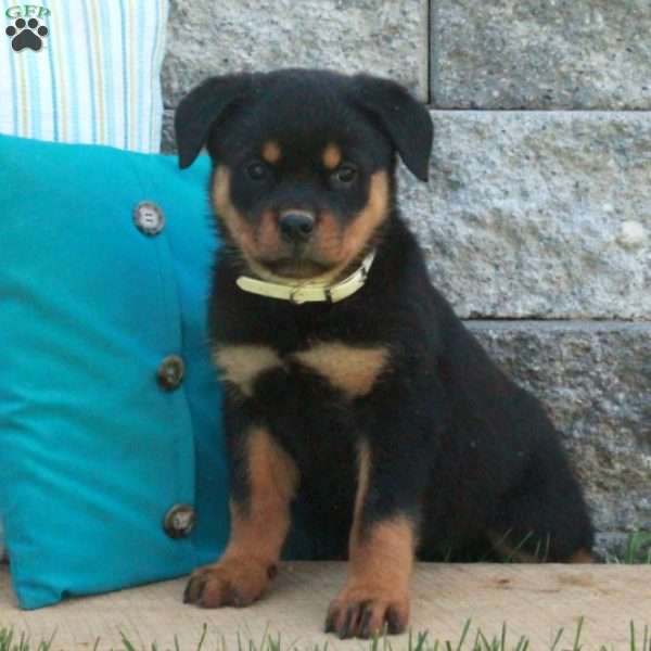 Glory, Rottweiler Puppy