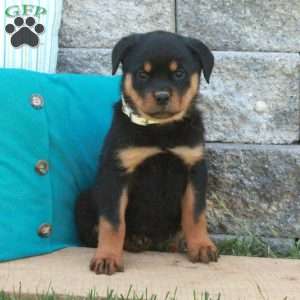 Glory, Rottweiler Puppy