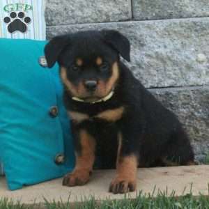 Glory, Rottweiler Puppy