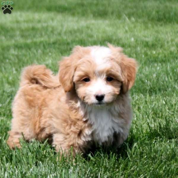 Goldie, Bich-Poo Puppy