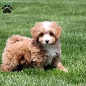 Goldie, Bich-Poo Puppy