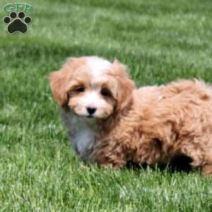 Goldie, Bich-Poo Puppy