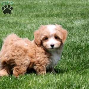 Goldie, Bich-Poo Puppy