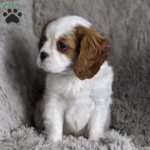 Gordon, Cavalier King Charles Spaniel Puppy