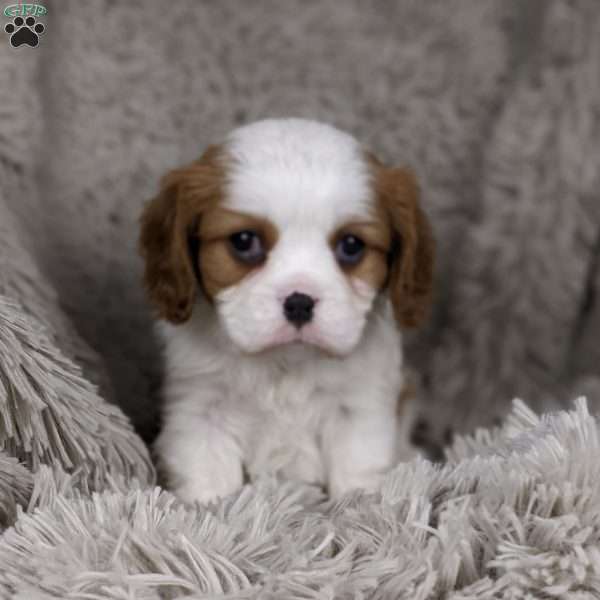 Gordon, Cavalier King Charles Spaniel Puppy