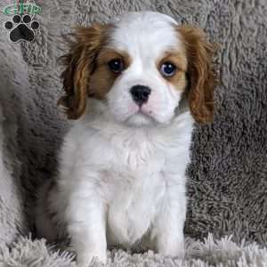 Gordon, Cavalier King Charles Spaniel Puppy