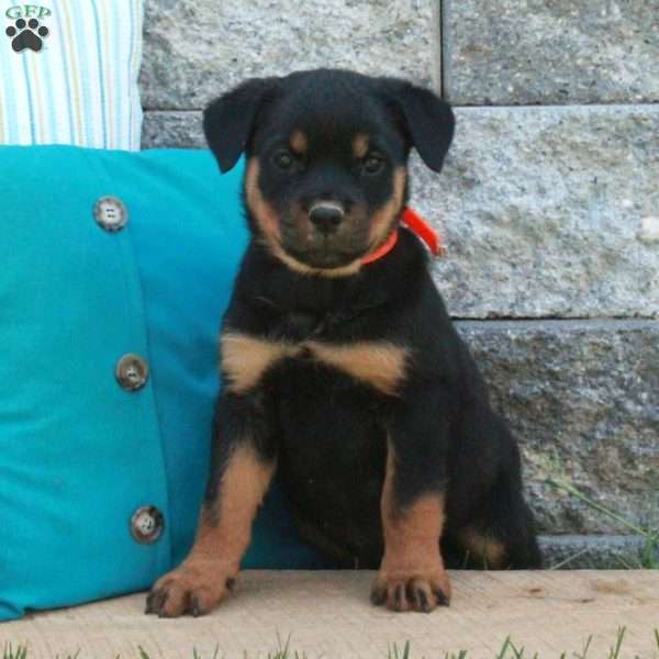 Gracie, Rottweiler Puppy