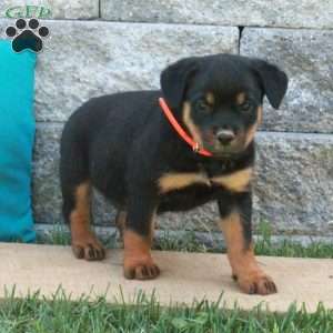 Gracie, Rottweiler Puppy