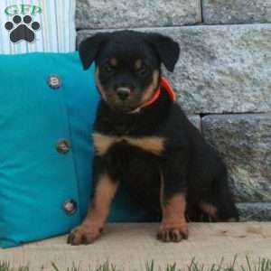 Gracie, Rottweiler Puppy