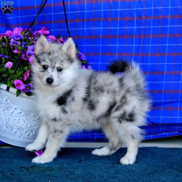 Gracie, Pomsky Puppy