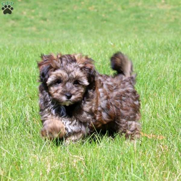 Gracie, Yorkie Poo Puppy