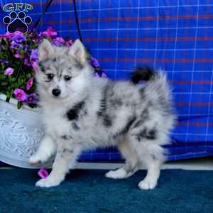 Gracie, Pomsky Puppy
