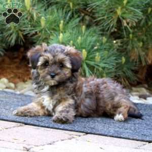Gracie, Yorkie Poo Puppy
