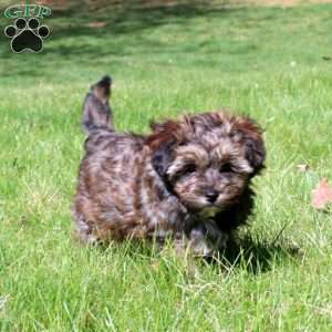 Gracie, Yorkie Poo Puppy