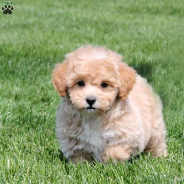 Grady, Bich-Poo Puppy