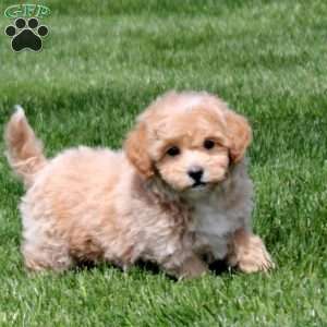 Grady, Bich-Poo Puppy