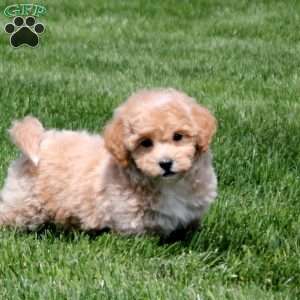 Grady, Bich-Poo Puppy