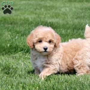 Grady, Bich-Poo Puppy