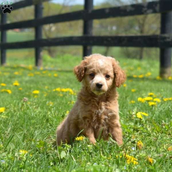 Graham, Mini Goldendoodle Puppy