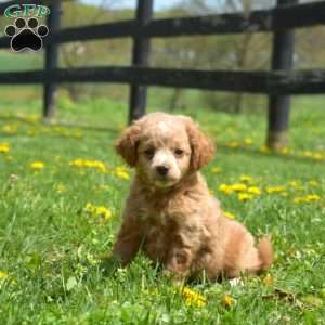 Graham, Mini Goldendoodle Puppy