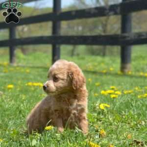 Graham, Mini Goldendoodle Puppy