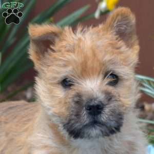 Graham, Cairn Terrier Puppy
