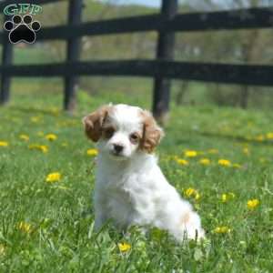 Granola, Mini Goldendoodle Puppy