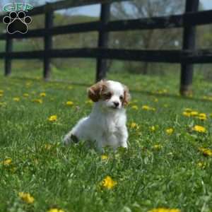 Granola, Mini Goldendoodle Puppy