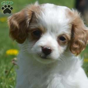 Granola, Mini Goldendoodle Puppy