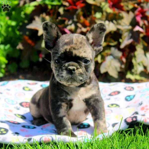 Greg, French Bulldog Puppy