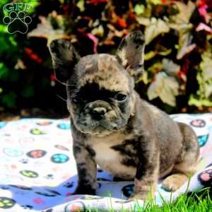 Greg, French Bulldog Puppy