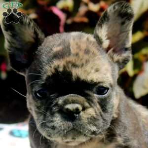 Greg, French Bulldog Puppy