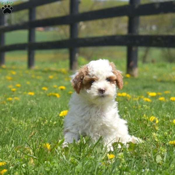 Griffin, Mini Goldendoodle Puppy