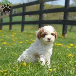 Griffin, Mini Goldendoodle Puppy