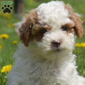 Griffin, Mini Goldendoodle Puppy