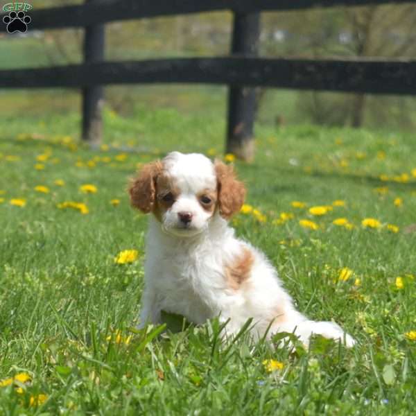 Grits, Mini Goldendoodle Puppy