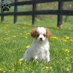 Grits, Mini Goldendoodle Puppy