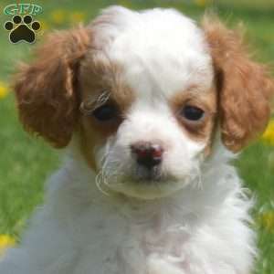 Grits, Mini Goldendoodle Puppy