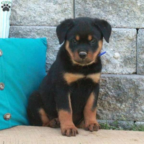 Gus, Rottweiler Puppy