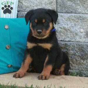 Gus, Rottweiler Puppy