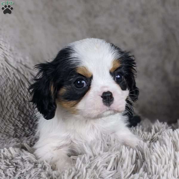 Gus, Cavalier King Charles Spaniel Puppy