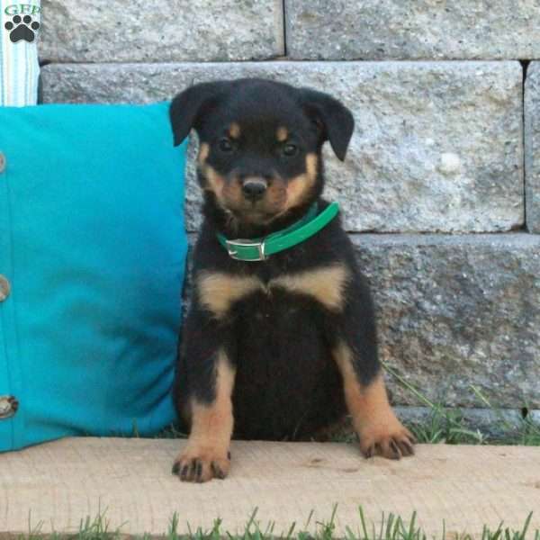 Gwen, Rottweiler Puppy