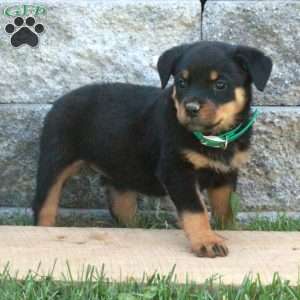 Gwen, Rottweiler Puppy