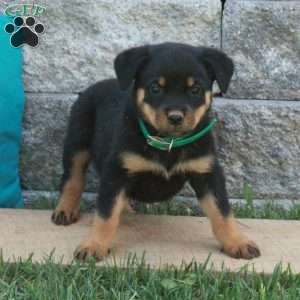 Gwen, Rottweiler Puppy