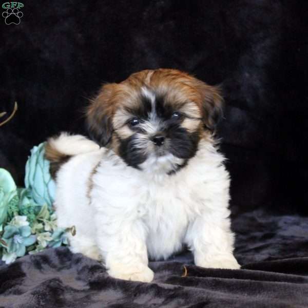 Hank, Teddy Bear Puppy