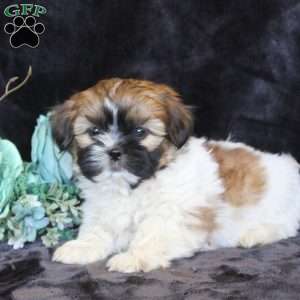 Hank, Teddy Bear Puppy