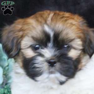 Hank, Teddy Bear Puppy