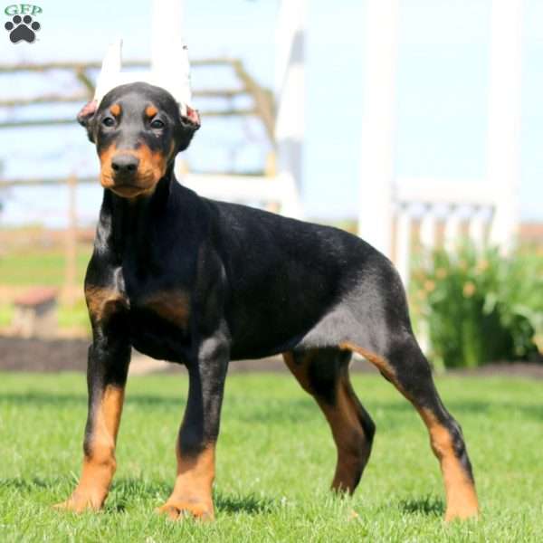 Hank, Doberman Pinscher Puppy