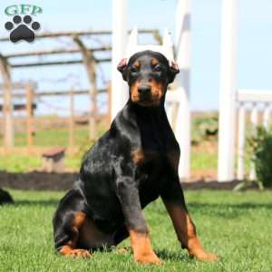 Hank, Doberman Pinscher Puppy