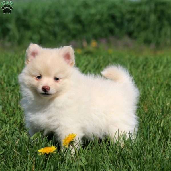 Happy, Pomeranian Puppy